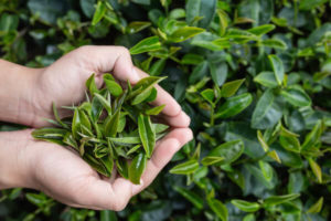 green_tea_benefits | Tokyo tea garden